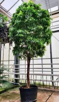 ФИКУС АМСТЕЛ КИНГ ШТАМБ ДИАМЕТР 96 СМ ВЫСОТА 550 СМ