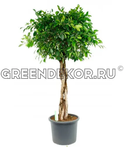 ФИКУС БЕНДЖАМИНА НИТИДА ПЕРЕПЛЕТЕННЫЙ ДИАМЕТР 38 СМ ВЫСОТА 150 СМ