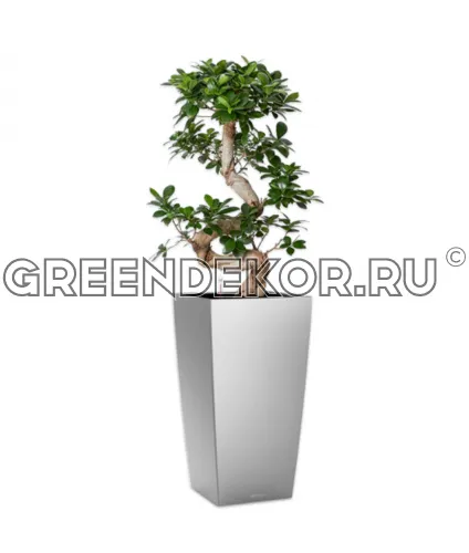 Фикус Микрокарпа бонсай S-type в кашпо Lechuza Cubico 30 серебро Высота 110 см