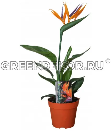СТРЕЛИЦИЯ КОРОЛЕВСКАЯ Диаметр 12 см Высота 45 см