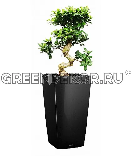 Фикус Микрокарпа в кашпо с автополивом LECHUZA Черный высота 105 см