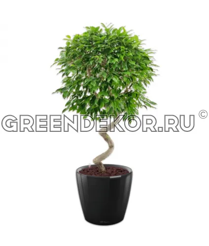 Фикус Бенжамина Экзотика Спираль в кашпо Lechuza Classico LS 43 черный Высота 130 см