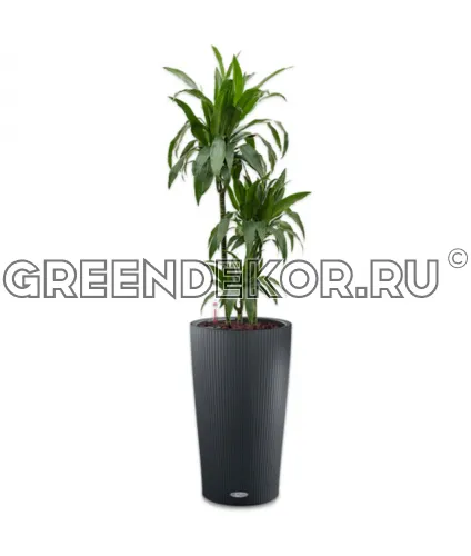 Драцена Джанет Крейг 3 ствола 24/140см в кашпо Cilindro Color 32 серый Высота 180 см