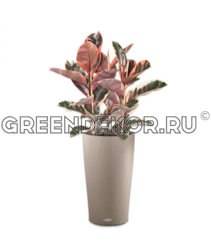 Фикус Эластика Белиз 3 ствола в кашпо Lechuza Cilindro Color 32 бежевый Высота 100 см