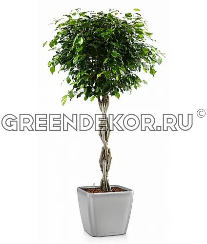 Фикус Бенджамина Экзотика коса в кашпо с автополивом LECHUZA Серебристый металлик высота 140 см