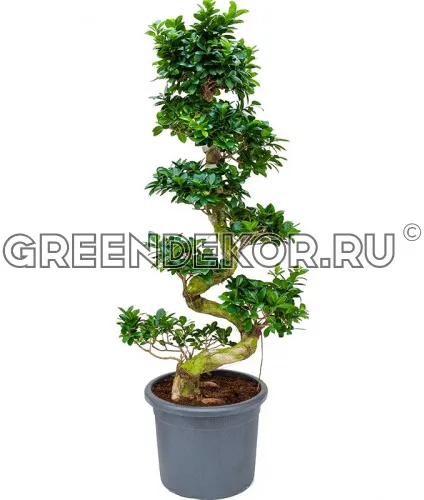 ФИКУС БОНСАЙ Диаметр 50см Высота 140см