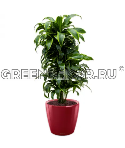 Драцена Дорадо бранч в кашпо Lechuza Classico LS 43 красный Высота 150 см