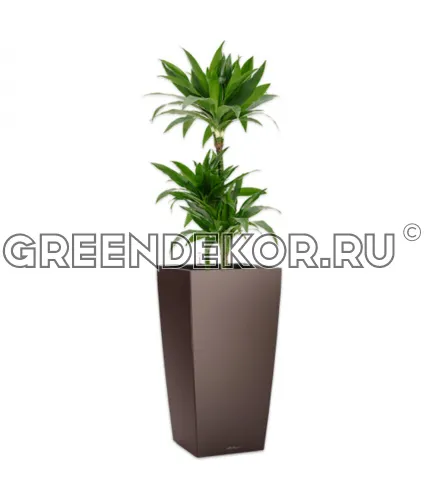 Драцена Джанет Крейг 3 ствола 21/120см в кашпо Cubico 30 коричневый Высота 140 см