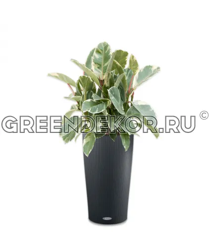 Фикус Эластика Тинеке 3 ствола в кашпо Lechuza Cilindro Color 32 серый Высота 120 см