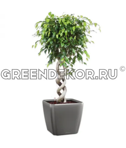 Фикус Бенжамина двойная спираль в кашпо Lechuza Quadro LS 43 антрацит Высота 130 см