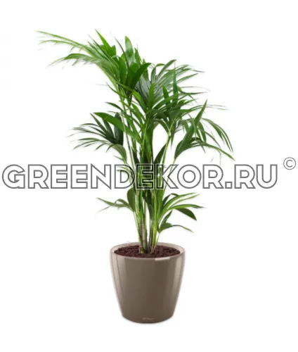 Ховея 24/150см в кашпо Lechuza Classico LS 35 серо-коричневый Высота 150 см