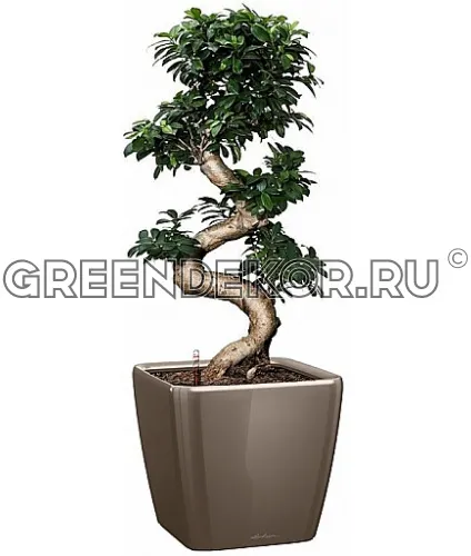 Фикус Микрокарпа Бонсай в кашпо с автополивом LECHUZA Серо-коричневый высота 120 см