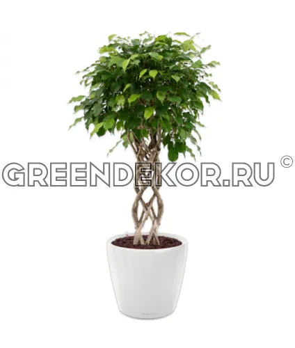 Фикус Бенжамина Экзотика цилиндр в кашпо Lechuza Classico LS 43 белый Высота 140 см