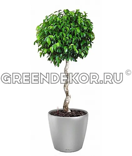 Фикус Бенджамина Экзотика спираль в кашпо с автополивом LECHUZA Серебристый металлик высота 130 см