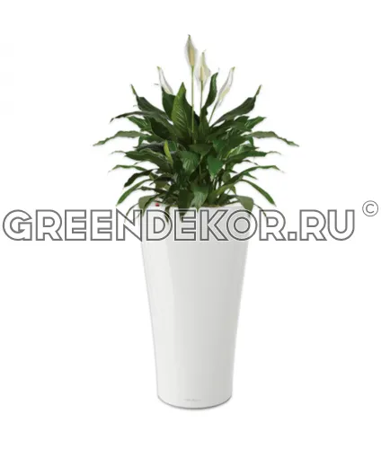 Композиция из спатифиллумов в кашпо Lechuza Delta 40 белый Высота 120 см