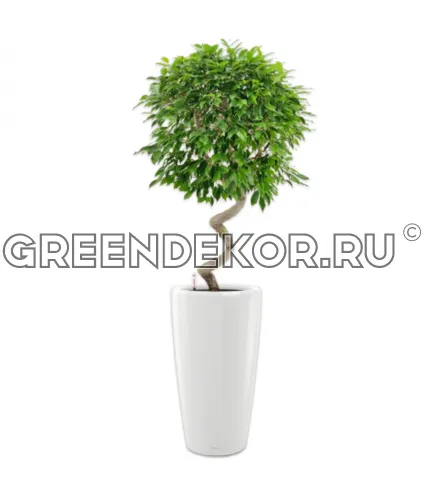 Фикус Бенжамина Экзотика Спираль в кашпо Lechuza Rondo 40 белый Высота 170 см