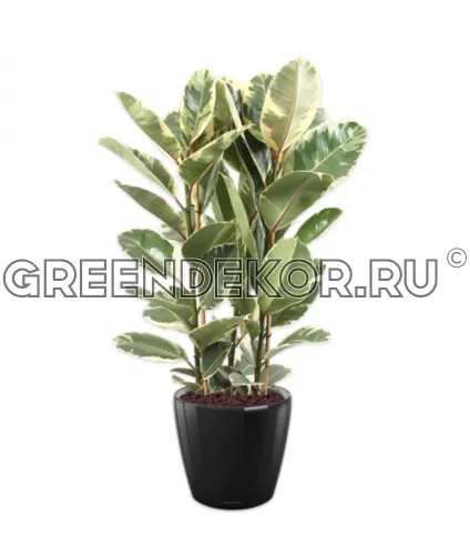 Фикус Эластика Тинеке 3 ствола в кашпо Lechuza Classico LS 43 черный Высота 160 см