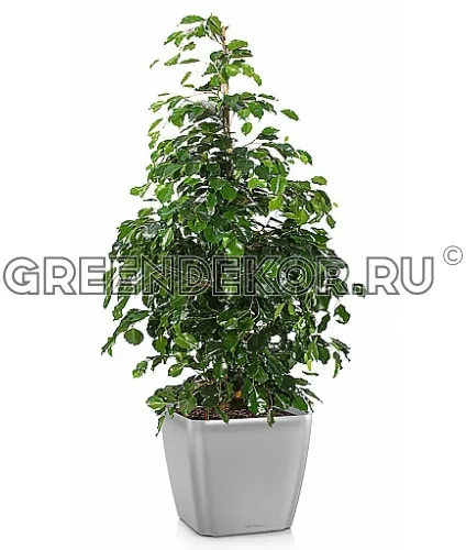 Фикус Бенджамина Даниэль в кашпо с автополивом LECHUZA Серебристый металлик высота 100 см