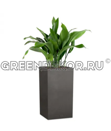 Композиция из аспидистр в кашпо Lechuza CANTO Stone high 30 графитовый черный Высота 100 см