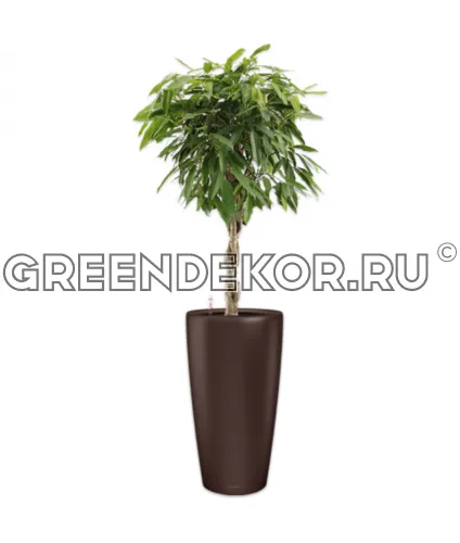 Фикус Биннедика Амстел Кинг штамб твист в кашпо Lechuza Rondo 40 коричневый Высота 180 см