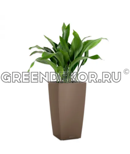 Композиция из аспидистр в кашпо Lechuza Cubico Color 30 мускат Высота 100 см