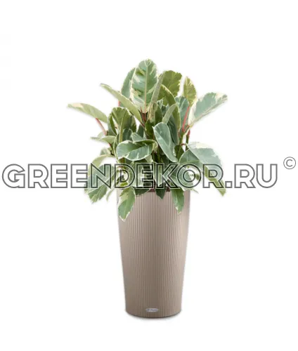 Фикус Эластика Тинеке 3 ствола в кашпо Lechuza Cilindro Color 32 бежевый Высота 120 см