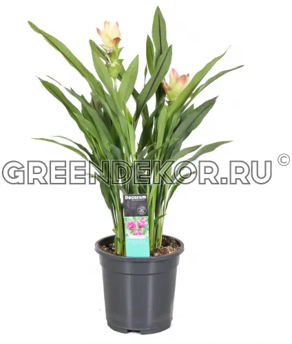 КУРКУМА СИАМ СОЛАР ДИАМЕТР 19 СМ ВЫСОТА 85 СМ фото 2