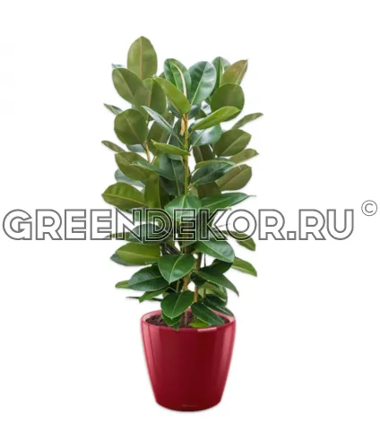 Фикус Эластика Робуста 3 ствола 170см в кашпо Lechuza Classico LS 43 красный Высота 170 см