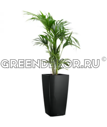 Ховея 24/150см в кашпо Lechuza Cubico 30 черный Высота 170 см