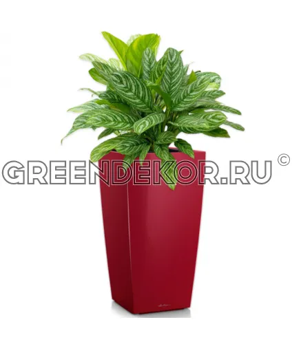 Аглаонемы Страйпс в кашпо Lechuza Cubico 40 красный Высота 120 см