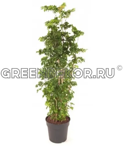 ПОЛИСЦИАС РОБЛ ДИАМЕТР 31 СМ ВЫСОТА 150 СМ