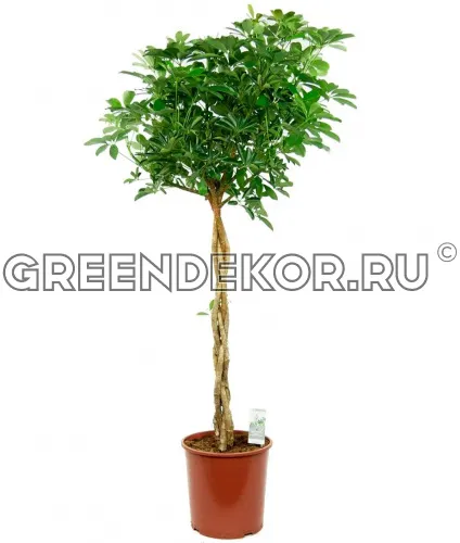 ШЕФФЛЕРА КОМПАКТА ПЕРЕПЛЕТЕННАЯ ДИАМЕТР 30 СМ ВЫСОТА 140 СМ