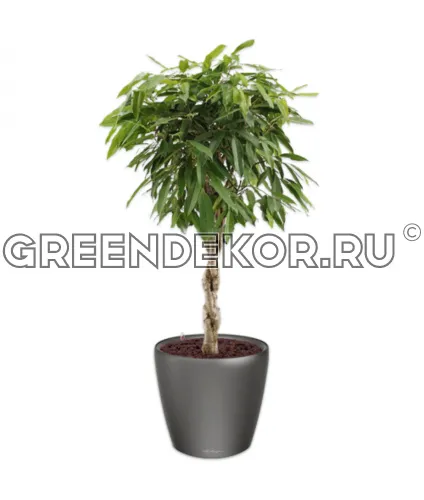 Фикус Биннедика Амстел Кинг штамб твист в кашпо Lechuza Сlassico LS 43 антрацит Высота 140 см
