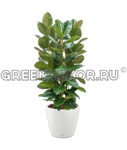 Фикус Эластика Робуста 3 ствола 170см в кашпо Lechuza Classico Color 43 белый Высота 170 см