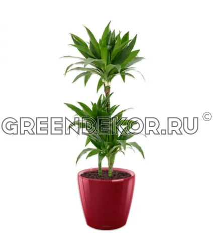 Драцена Джанет Крейг 3 ствола в кашпо Lechuza Classico LS 28 красный Высота 120 см