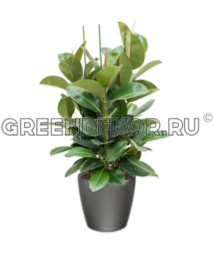 Фикус Эластика Робуста 3 ствола 140см в кашпо Lechuza Classico LS 43 антрацит Высота 140 см