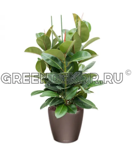 Фикус Эластика Робуста 3 ствола 140см в кашпо Lechuza Classico LS 43 коричневый Высота 140 см