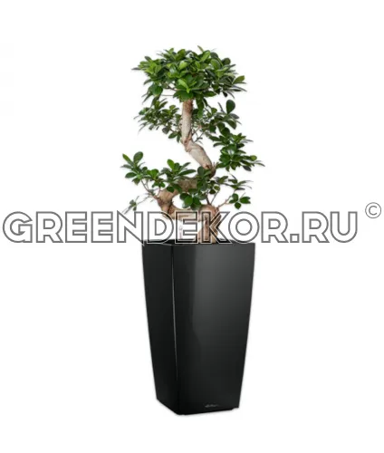 Фикус Микрокарпа бонсай S-type в кашпо Lechuza Cubico 30 черный Высота 110 см