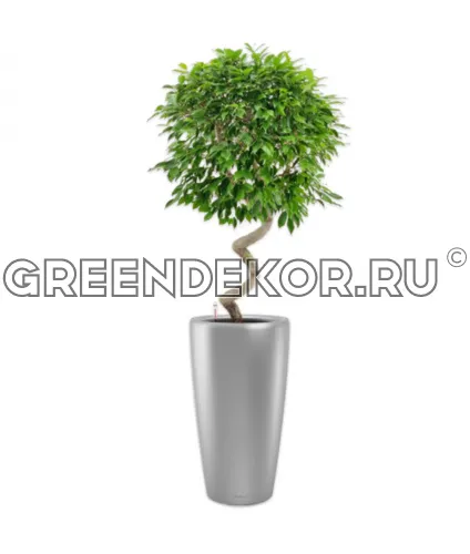 Фикус Бенжамина Экзотика Спираль в кашпо Lechuza Rondo 40 серебро Высота 170 см