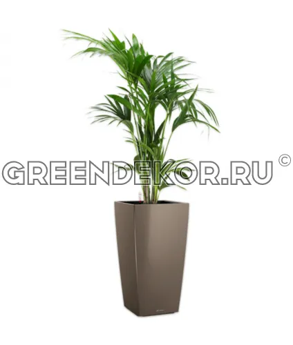 Ховея 24/150см в кашпо Lechuza Cubico 30 серо-коричневый Высота 170 см
