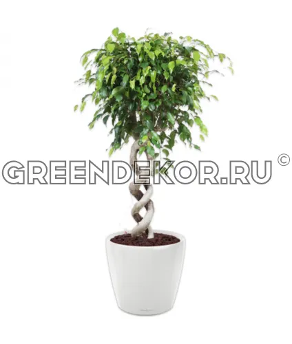 Фикус Бенжамина двойная спираль в кашпо Lechuza Classico LS 43 белый Высота 130 см
