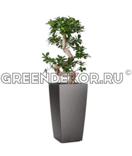 Фикус Микрокарпа бонсай S-type в кашпо Lechuza Cubico 30 антрацит Высота 110 см