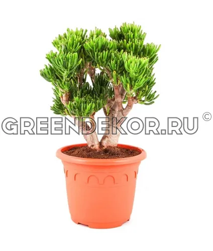 КРАССУЛА ХОББИТ Диаметр 35см Высота 65см