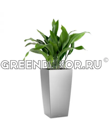 Композиция из аспидистр в кашпо Lechuza Cubico 30 серебро Высота 100 см
