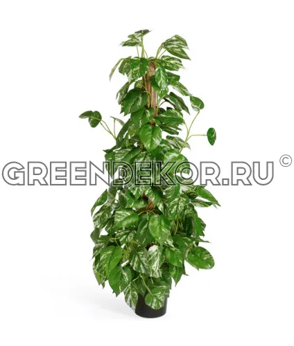 Потос куст (искусственный) высота 100 см