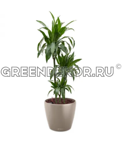 Драцена Джанет Крейг 3 ствола в кашпо Lechuza Classico Color 35 бежевый Высота 140 см