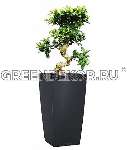 Фикус Микрокарпа в кашпо с автополивом LECHUZA Гранит высота  105 см