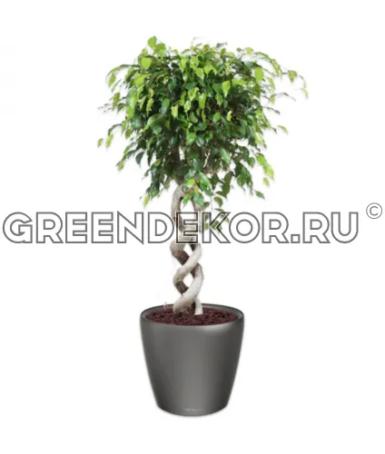 Фикус Бенжамина двойная спираль в кашпо Lechuza Classico LS 43 антрацит Высота 130 см