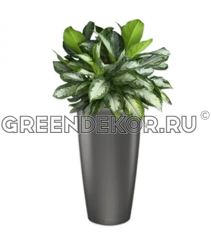 Композиция из Аглаонем Сильвер Бей в кашпо Lechuza Rondo 40 антрацит Высота 110 см