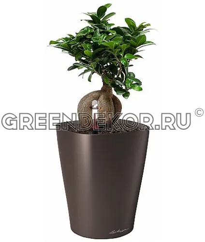 Фикус Микрокарпа в кашпо с автополивом LECHUZA Кофе металлик высота 30 см